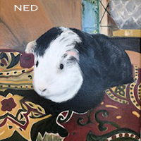 Ned the Guinea Pig