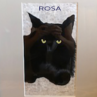 Rosa the Cat